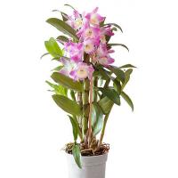 250px-dendrobium_starclass_nobile_aka_enl
