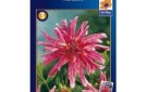 0861720dahlia20pink20giraffe