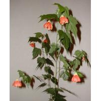 abutilon