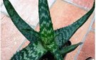 aloe_zebrina_green_810