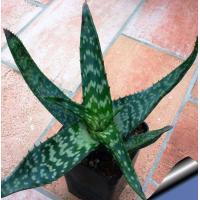 aloe_zebrina_green_810