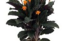 calathea-crocata_269fd4bfe47660