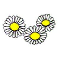 daisy-1