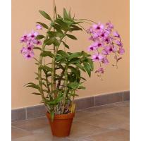 dendrobium-phal-cele