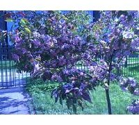 img0008a