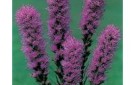 liatris_purple_blazing_star__32122
