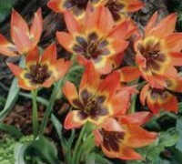 tulips-little-princess